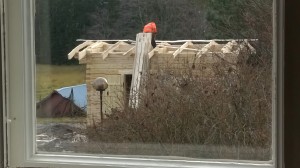 Näkymä keittiön ikkunasta. Kesäaikaan pensaat peittävät saunaa aika sopivasti.